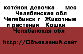 котёнок девочка 1,5 мес. - Челябинская обл., Челябинск г. Животные и растения » Кошки   . Челябинская обл.